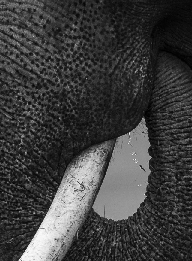 Drops of a Dying Legacy