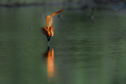 Kissed by Reflection
