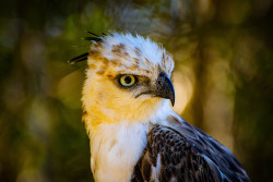 The Stare