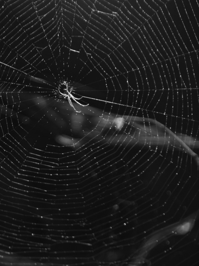 Web of Silence