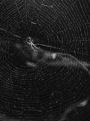 Web of Silence