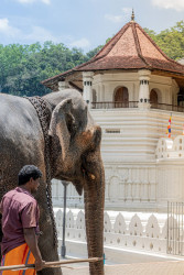Temple of tooth