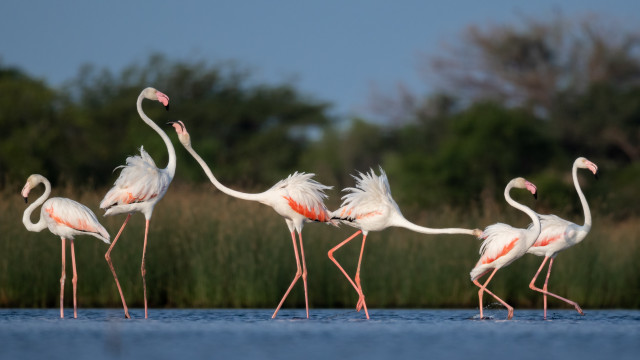 Flamingo's Fight