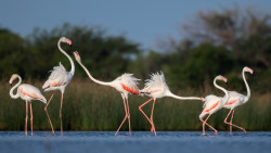 Flamingo's Fight