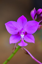 Whispers of an Orchid