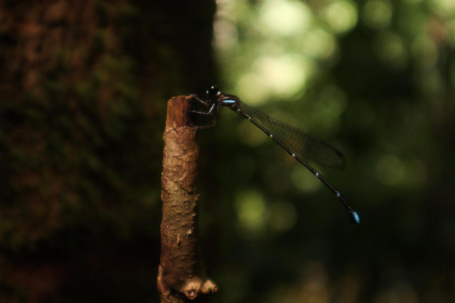 Whispers of the Forest