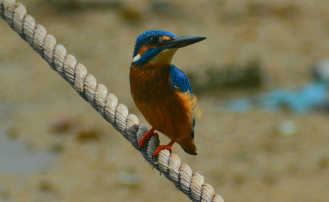 Common Kingfisher