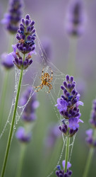 Spider and lavender flowers