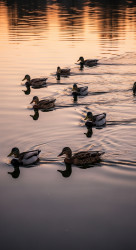 The birds at the lake in the evening