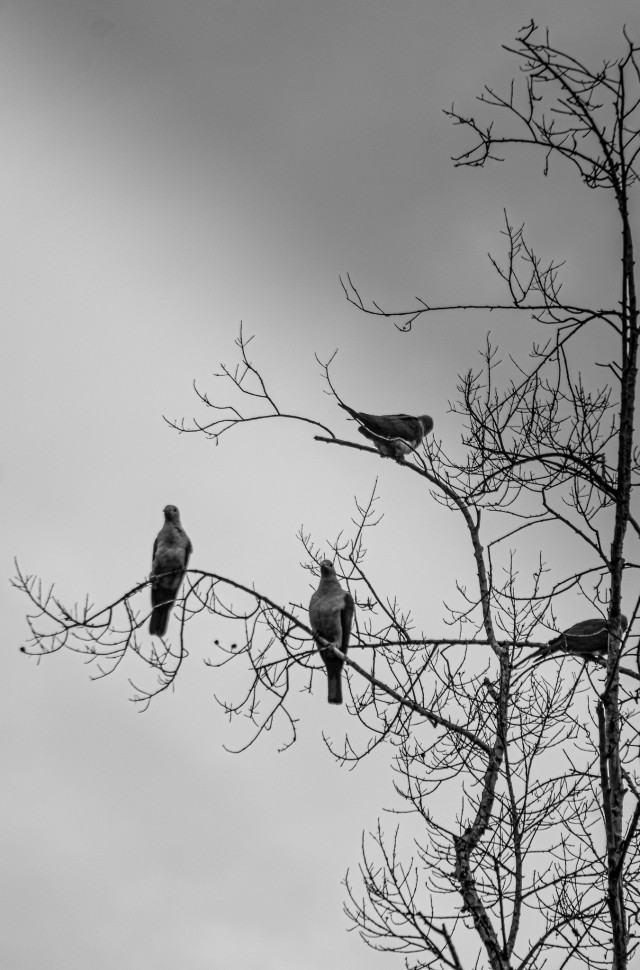 Sielent Perch