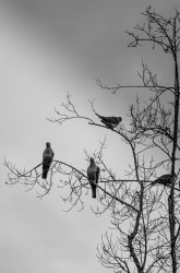 Sielent Perch