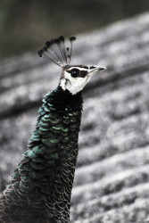 A Glance of Grace