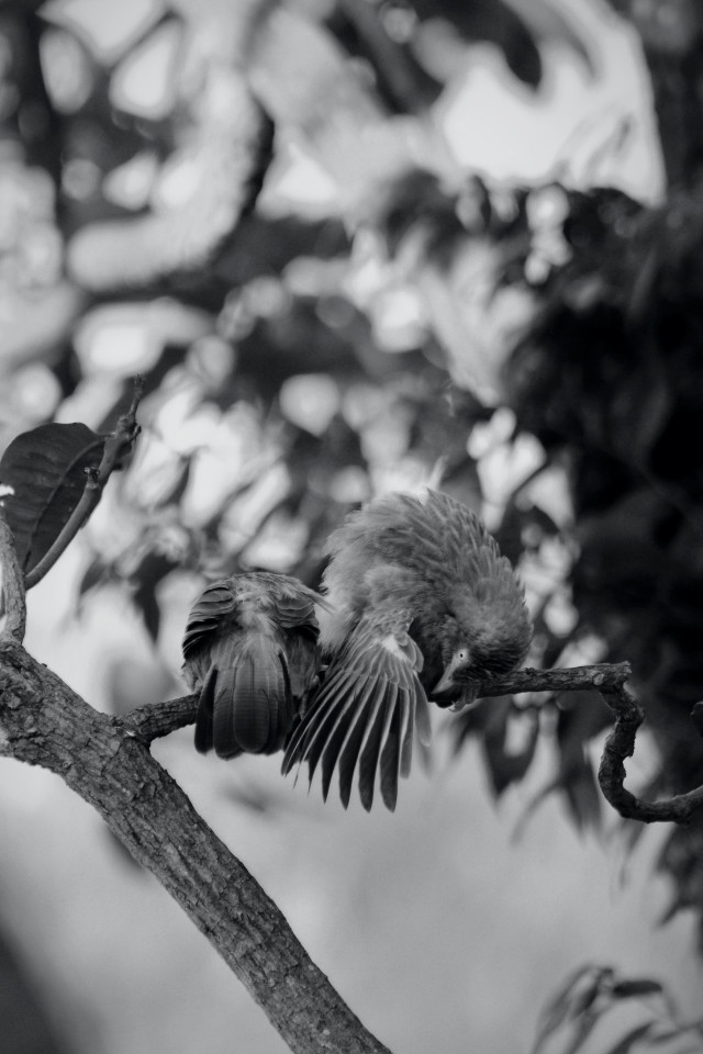 Threads of flight