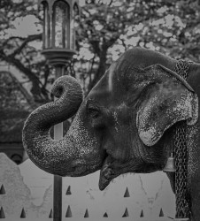 Ath Raju
