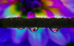 Pulpit of Color