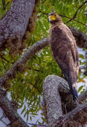 Yellow Eyed Vigilance