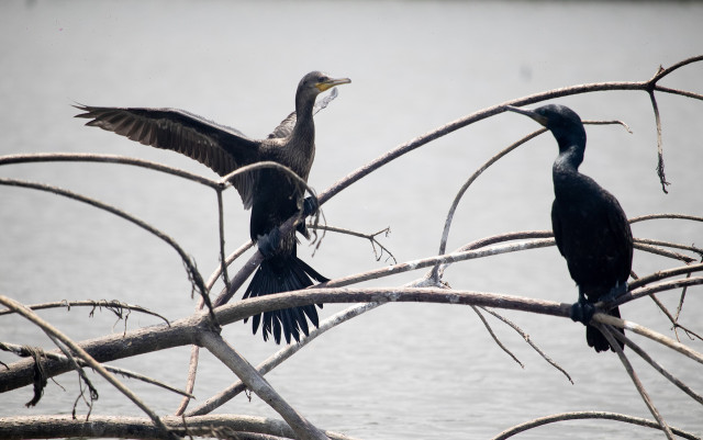 Two birds