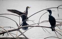 Two birds