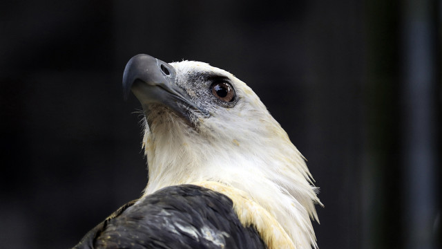 Eagle