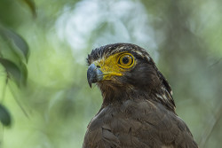 predator's glance