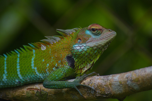 Camelion