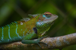 Camelion