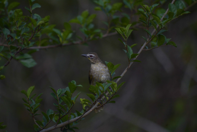Little bird