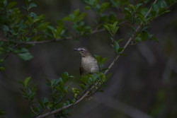 Little bird