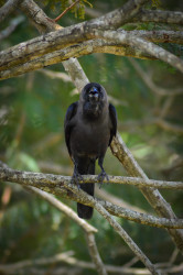 Wildlife photograpy in my house premises