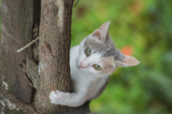 Cat's hope