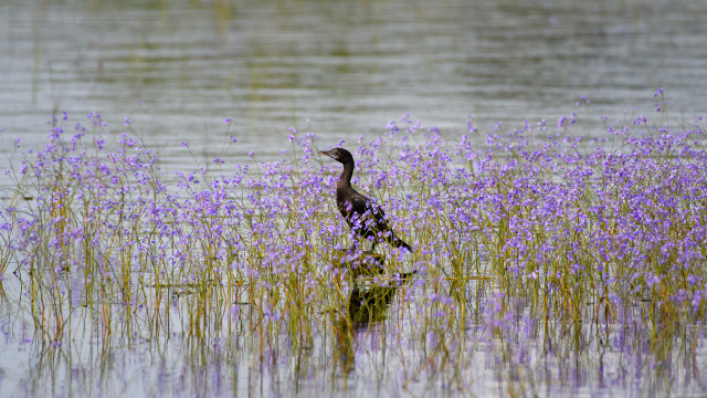 Watcher Amid the Violet Veil