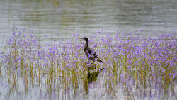 Watcher Amid the Violet Veil