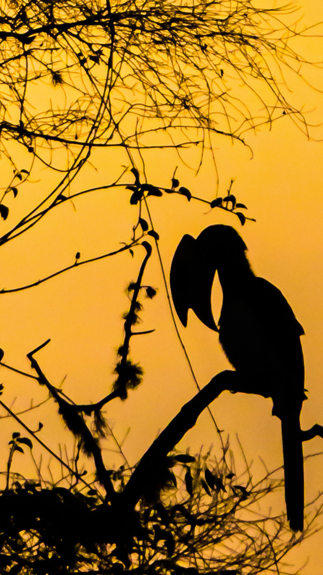Wings of the Dusk