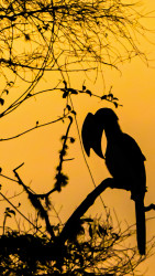 Wings of the Dusk