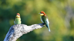 Lovers in the Morning Glow