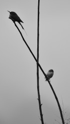 Opposite Views in a Shared Habitat