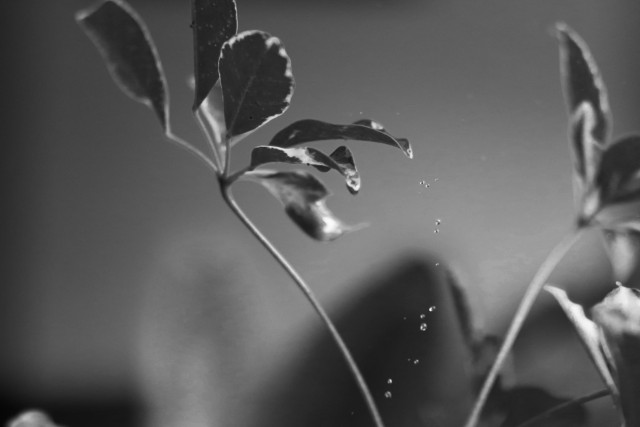 Echoes of the rain