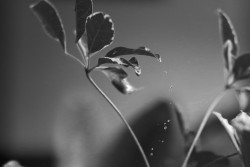 Echoes of the rain