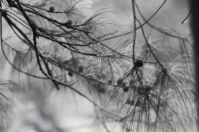 Whispers of woods
