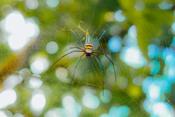 Spider