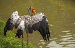 Posing Stork