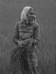Paddy Gods