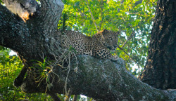 Resting