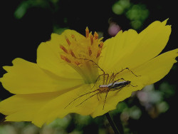 Small wonders