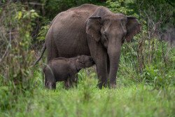 Mother's love