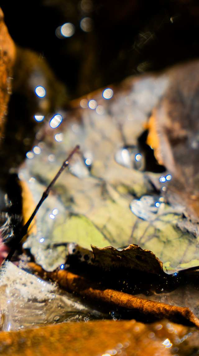 Where fallen leaves meet light, a quiet story unfolds.