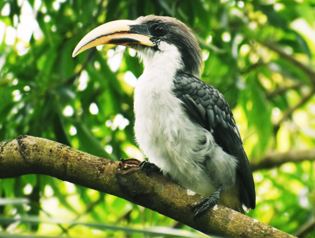 the grey hornbill