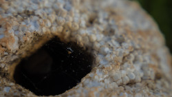 Life in the Shadows – A Tiny World Within