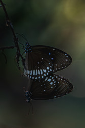 Nature's tiny wonder