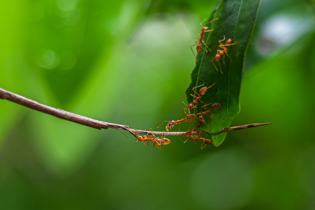 Teamwork in Nature